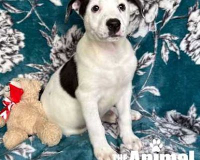 Sirius - Labrador Retriever Male Puppy for Adoption
