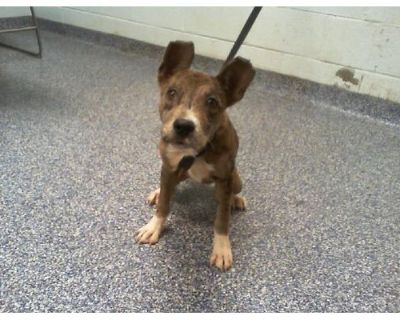 NALA - Catahoula Leopard Dog Female Puppy for Adoption