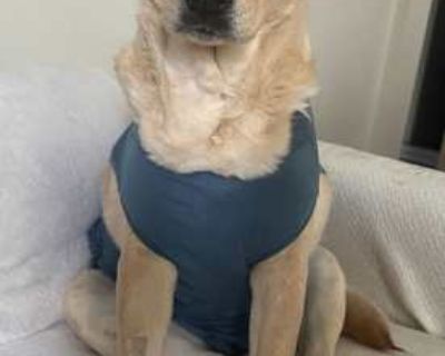 Goldie - Labrador Retriever Female Dog for Adoption