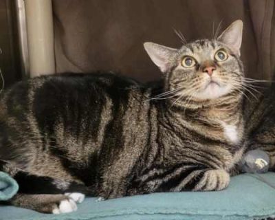 Milky Way Midnight - Domestic Shorthair Female Cat for Adoption