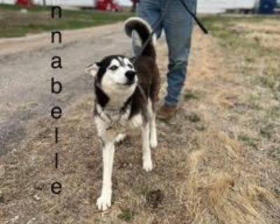 Hannabelle s Second Chance Hannabelle s story begins in heartbreak. At just months old, she was surrendered to a high-kill shelter in California her life nearly over before it had truly begun. Her prior owners had chosen her for her striking beauty, unaware of the responsibility that came with raising a true Siberian Husky. They didn t know about her breed s high prey drive, nor did they unders...