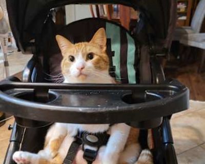 Kevin is 3 1/2 years old and 17 pounds of affection he's very good with people and kids especially.(his favorite person is a 9 yr old girl) He enjoys playing and cuddling most of the day. He's very relaxed and doesn't mind being picked up and held. Something to note is that he needs to be in a single pet household as he is very territorial Also he needs a specialty food to prevent him from gett...