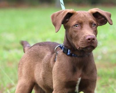 Young. Meet Rolo! This handsome little guy was surrendered for adoption when his owner could no longer give him the time and attention he deserves. Rolo is the perfect mix of playful energy and snuggly sweetness, and his tail never stops wagging. This sweetheart is ready to bring joy and love into someone s home maybe yours! Why not complete an application and schedule an appointment to come me...