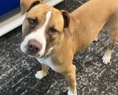 Miley (Deaf) - American Staffordshire Terrier/Boxer Mix Female Dog for Adoption