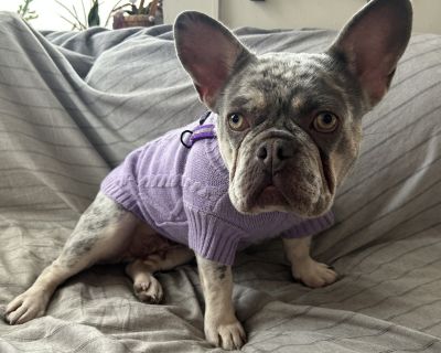 Meet Orli, a 3-year-old French Bulldog weighing about 26 pounds and full of love. She's an incredibly sweet girl who bonds quickly and adores being close to her people. Whether she's chewing on a favorite toy, going for a stroll, or happily lounging in her bed, Orli is content as long as she feels safe and loved. She appears to be fully house-trained and she settles beautifully in her crate. No...