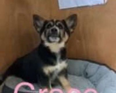 Grace - Australian Cattle Dog/German Shepherd Dog Mix Female Puppy for Adoption