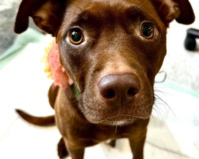 Havoc - Labrador Retriever Mix Female Dog for Adoption