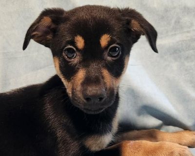 Huntress AL - German Shepherd Dog Mix Female Puppy for Adoption