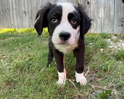 CAPTAIN C. - Anatolian Shepherd Male Puppy for Adoption