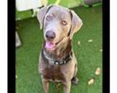 Ghost, Labrador Retriever For Adoption In Atlanta, Georgia