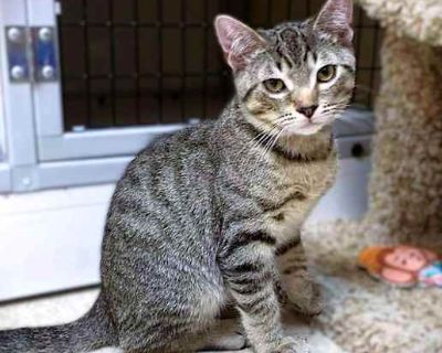 Hi I m Tux. My three sisters and I were rescued from a backyard when we were about five weeks old. We came to SBACC and then went to a foster home. We were very scared and weren t in the best of health. We had goopy eyes, were all congested, and were discovered to have intestinal parasites. So we all needed lots of medicine to get better. It took a while, but we are finally in tip-top shape. My...