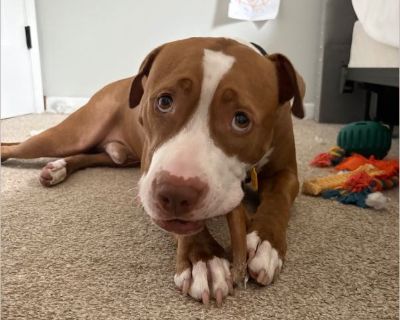 Marty - Male Puppy Pit Bull mix for Adoption