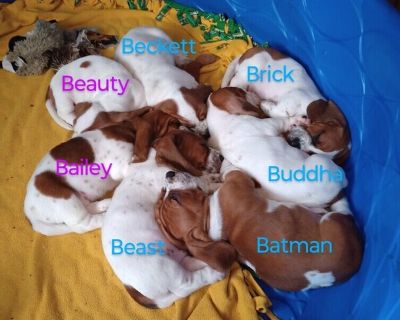 Litter of 7 - Basset Hound Male Puppy for Sale