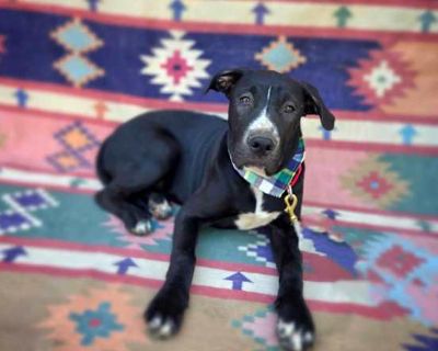 Clifford - Pit Bull Terrier Female Puppy for Adoption