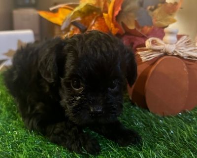 Yorkipoo boy - YorkiePoo Male Puppy for Sale