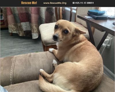 Remi is very loving and playful with kids and adults. She is potty trained, and loves to run in a yard. She eats once a day ' |Nature's Recipe.