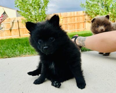 3 Male and 1 Female Pomeranian Puppies for Sale