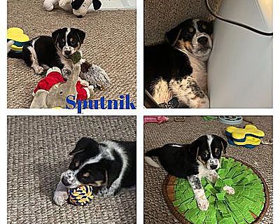 Sputnik - Australian Shepherd/Border Collie Mix Male Puppy for Adoption