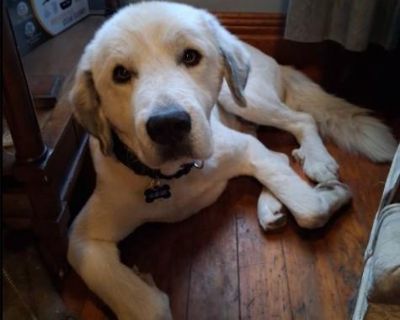 Meet River, a 2-3 year old Great Pyrenees who had been found as a stray in Boone County. We believe he had been out for quite some time; he was horribly matted and had to be completely shaved. River enjoys other dogs and is good with cats too. He is good with people however he is shy and a bit scared of anything new. We have noticed that he winces when someone attempts to pat his head; we expec...