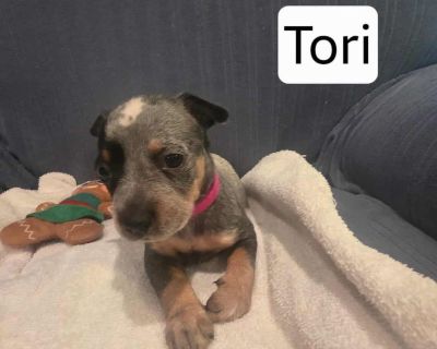 Tori is a 8 week old Manchester terrier/heeler mix. Petfinder Apply at rescuerehomerepeat.com Adoption application https://form.jotform.com/200845614015144 *** no out of state adoptions(Louisiana)**** THIS IS A LIFE TIME OF THE PET COMMITMENT WE DON'T TAKE ADOPTIONS LIGHTLY, NOR SHOULD YOU Adoption fee includes spay/neuter, age appropriate vaccinations, comprehensive exam, treatment for externa...