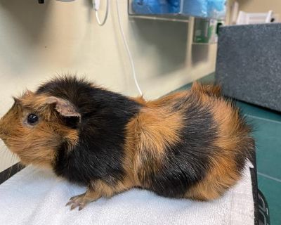 PICKLES - Guinea Pig Male for Adoption