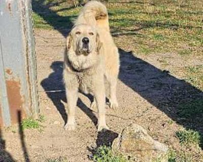Cookie - Anatolian Shepherd/Akbash Mix Female Dog for Adoption