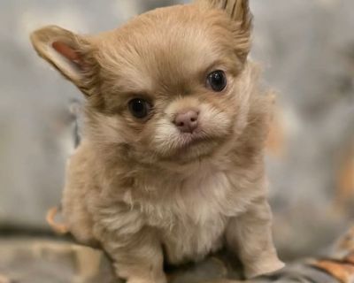 AKC Chihuahua