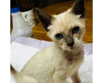 Sleepy BD* - Ragdoll/Siamese Mix Male Cat for Adoption