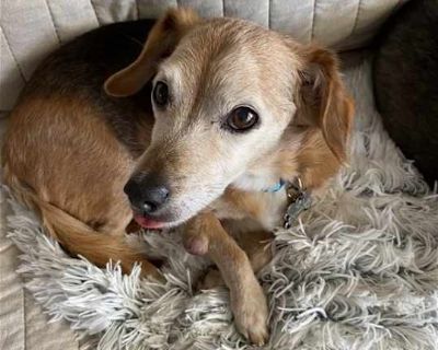 Doxy - Beagle/Dachshund Mix Male Dog for Adoption