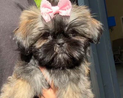 1 Female Shih Tzu Puppy for Sale