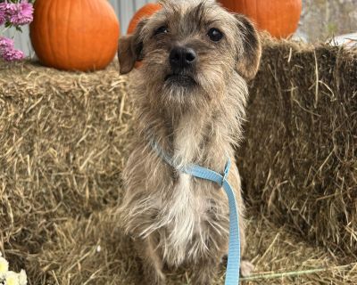 This is Izzy, She is a 4 year old terrier mix rescued from a high kill shelter. She is super friendly, energetic, and loves dogs. She is also good with cats and children. She loves playing with her puppy friends and loves to be with people. She is 12 lbs.. Characteristics Playful, Friendly, Brave, Curious, Funny, Loves, Affectionate Coat length Wire House-trained Yes Health Vaccinations up to d...