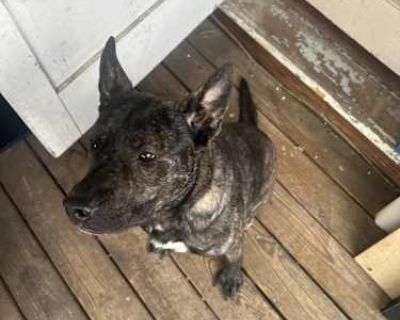 Xena - German Shepherd Dog Female Dog for Adoption