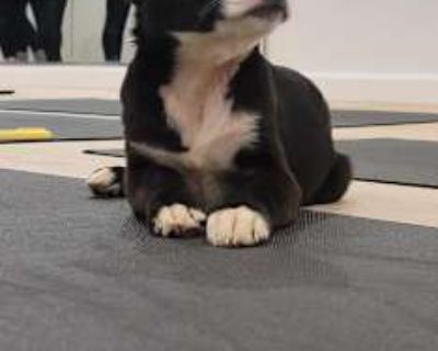 Buster - Pit Bull Terrier/Mixed Breed (Medium) Mix Male Puppy for Adoption