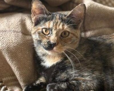 Meet Scout A Gentle Soul Looking for a Quiet Heart Say hello to Scout, a tender, soft-spoken tortoiseshell kitten who sees the world with quiet curiosity. At just seven months old, she s more of a thoughtful observer than the first to pounce often found tucked into a cozy corner, taking everything in with wide, watchful eyes. Scout is shy at first and finds comfort in calm, peaceful spaces. Lou...