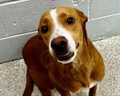 Kitty - Labrador Retriever Female Puppy for Adoption