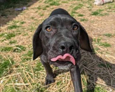 Pinky - Labrador Retriever/Pit Bull Terrier Mix Female Puppy for Adoption