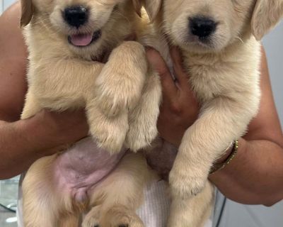 4 Male and 2 Female Golden Retriever Puppies for Sale