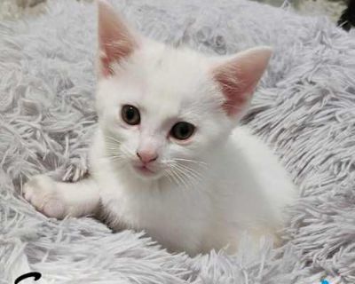 Sun - Domestic Shorthair Male Cat for Adoption