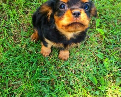 Craigslist cavalier best sale king charles spaniel