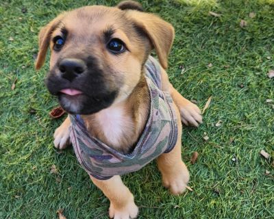 Our story had a rough start-we were found out in the country by a mailbox, tucked inside a tote. A kind lady scooped us up and got us safely to our foster mama, and now we're happy, healthy, and ready to take on the world! We're playful little troublemakers who think newspapers are the best chew toys ever. Jesse loves to chase the ball (bringing it back is still a work in progress!), and Winnie...