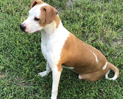 Matt - Pit Bull Terrier Male Dog for Adoption