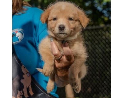 Uzuri - Hound (Unknown Type) Male Puppy for Adoption