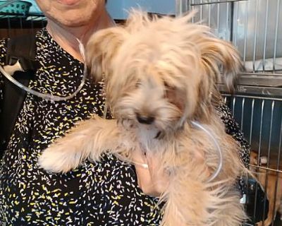 Coco Puff - Poodle (Miniature)/Shih Tzu Mix Female Puppy for Adoption