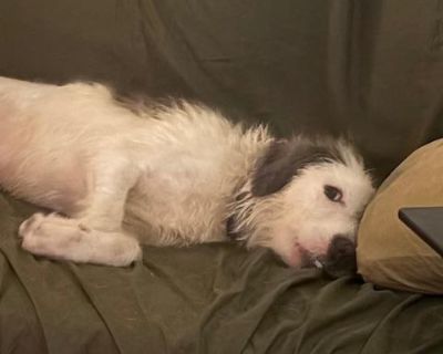 Snoopy - Petit Basset Griffon Vendeen & Terrier Mix Male Dog for Adoption