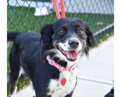 Lady - Border Collie/Mixed Breed (Medium) Mix Female Dog for Adoption