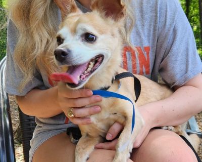 Butch - BONDED WITH LOKI - FOSTER or ADOPTER NEEDED! - Chihuahua Male Dog for Adoption