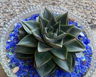 Succulent/plant/cactus sale