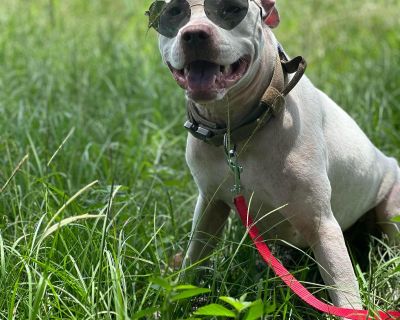 Paloma - American Bulldog & Pit Bull Terrier Mix Female Dog for Adoption