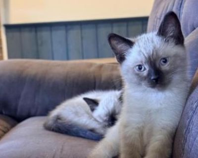 Household pet. Not registered. Meet The Teddy Bear Litter a precious trio of Applehead Siamese kittens, soft, cuddly, and full of personality! Born September 9, 2025, these adorable kittens they're ready to move to their forever homes and bring joy wherever they go. Each kitten will come home with their own cozy bed, carrying the comtorting scent of their mother and siblings to make their trans...
