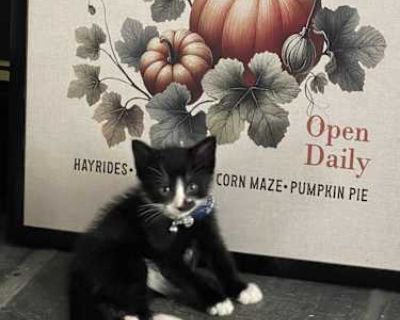 Milo is an extremely energetic & playful kitten. He loves to run around, jump, and climb anything he can get to. He is going on 11 weeks, litter box trained, has been dewormed, and his first round of aged appropriate shots. Looking for a home that will be able to give him the attention he needs and deserves.. Housetrained. Breed Domestic Shorthair Color Black & White or Tuxedo Age Kitten Sex Ma...